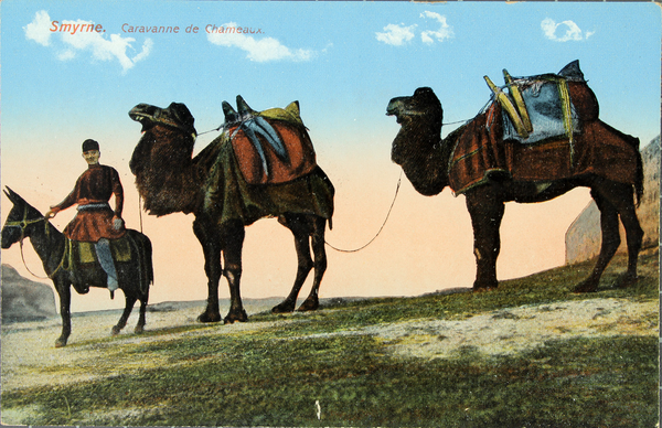 Color photomechanical printed postcard of camels in Turkey