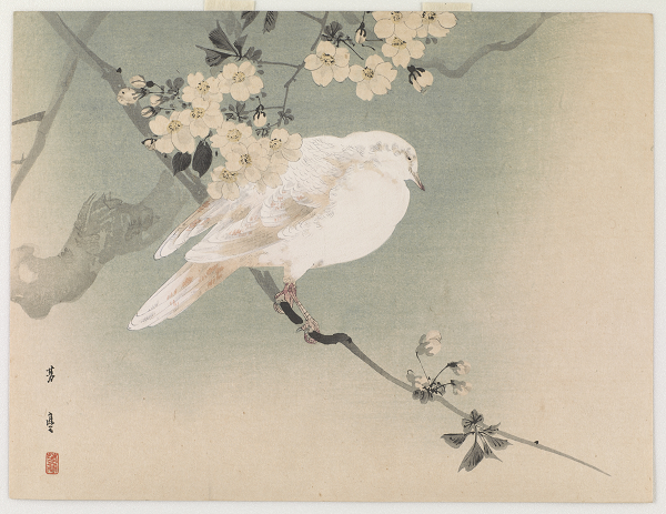 Woodblock print of a dove in a cherry tree
